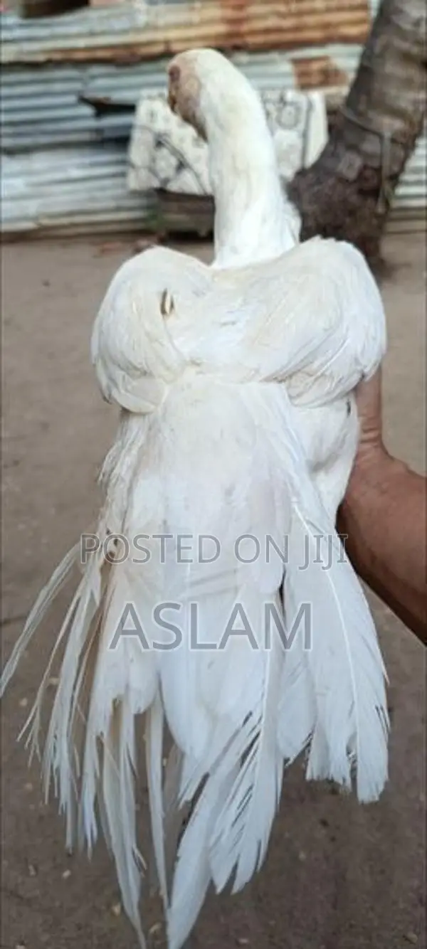 Parrot Beak Rooster