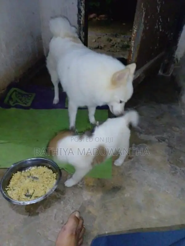 Lion Pomeranian Puppies