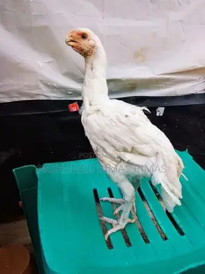 Parrot Beak Rooster