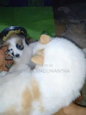 Lion Pomeranian Puppies