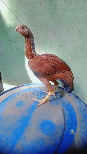 Parrot Beak Rooster