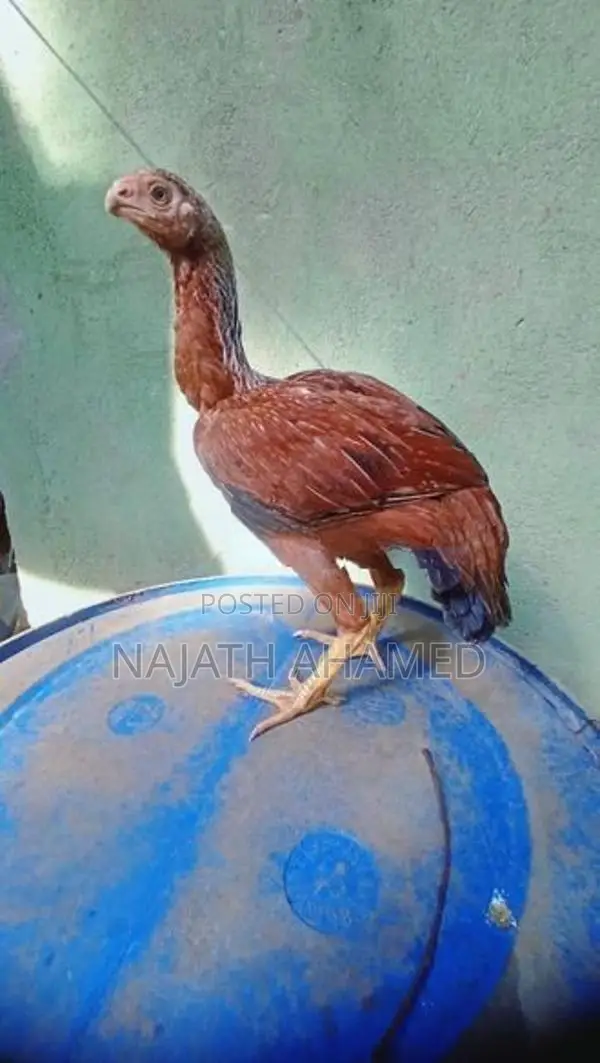 Parrot Beak Rooster