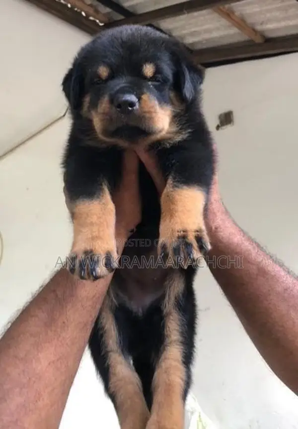 Rottweiler Puppy