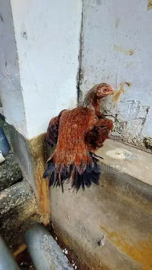 Parrot Beak Rooster