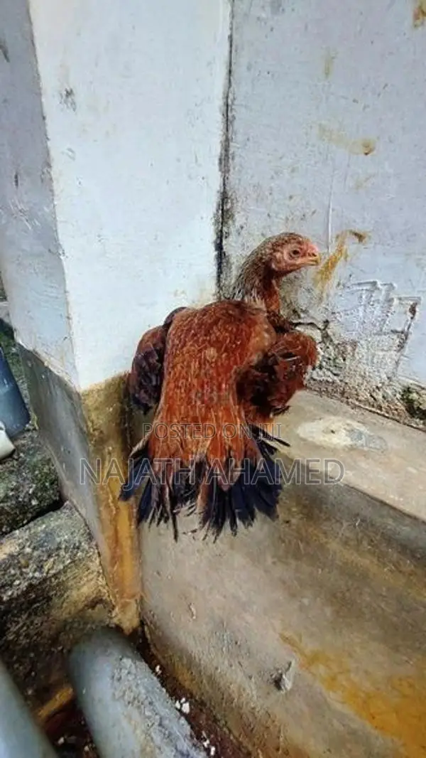Parrot Beak Rooster