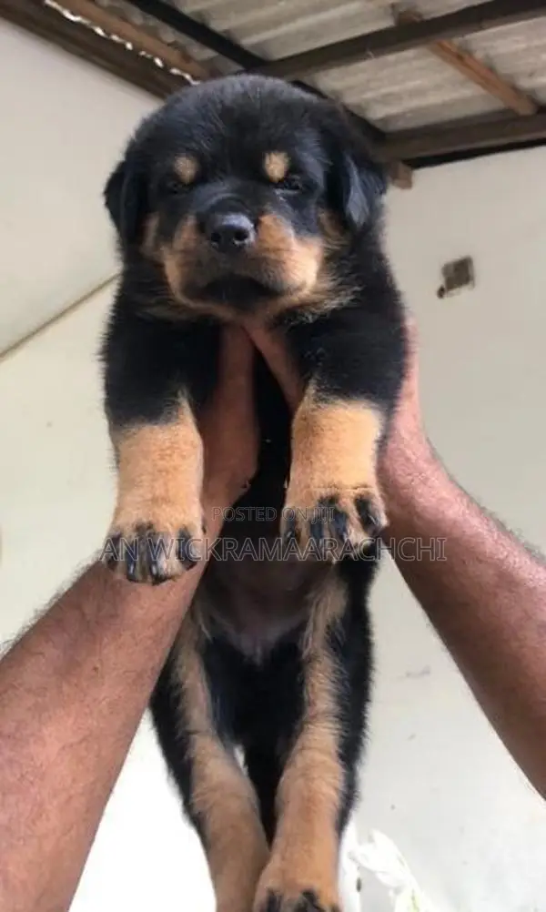 Rottweiler Puppy