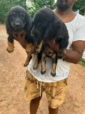 Dachshund
