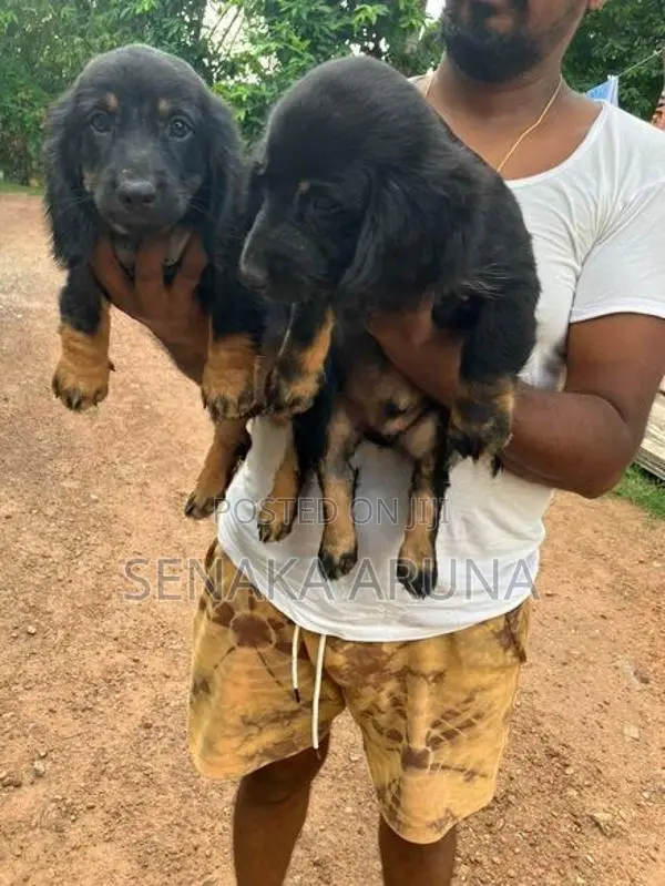 Dachshund