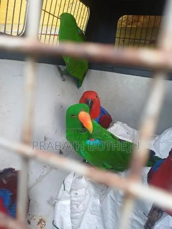 Eclectus Parrot