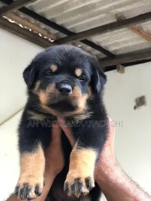 Rottweiler Puppy