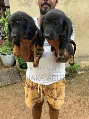 Dachshund