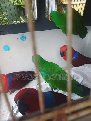 Eclectus Parrot