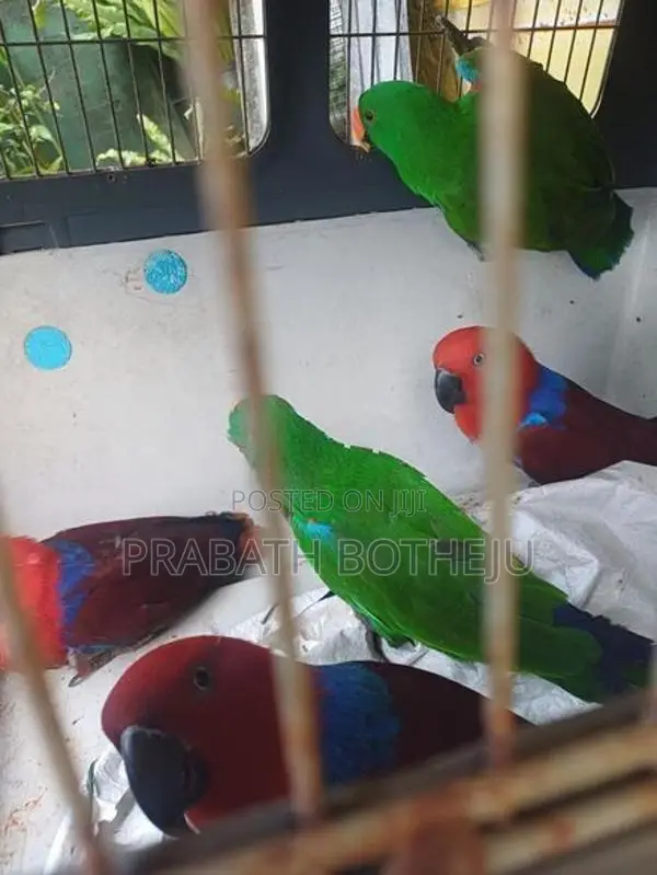 Eclectus Parrot