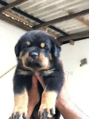 Rottweiler Puppy