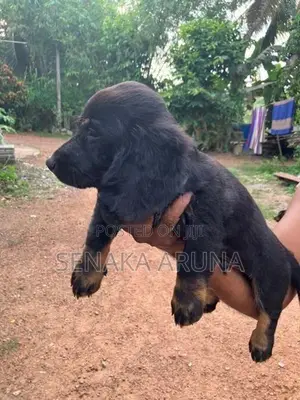 Dachshund