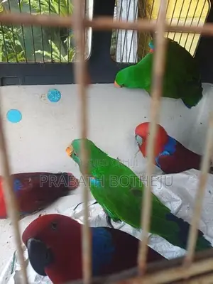 Eclectus Parrot