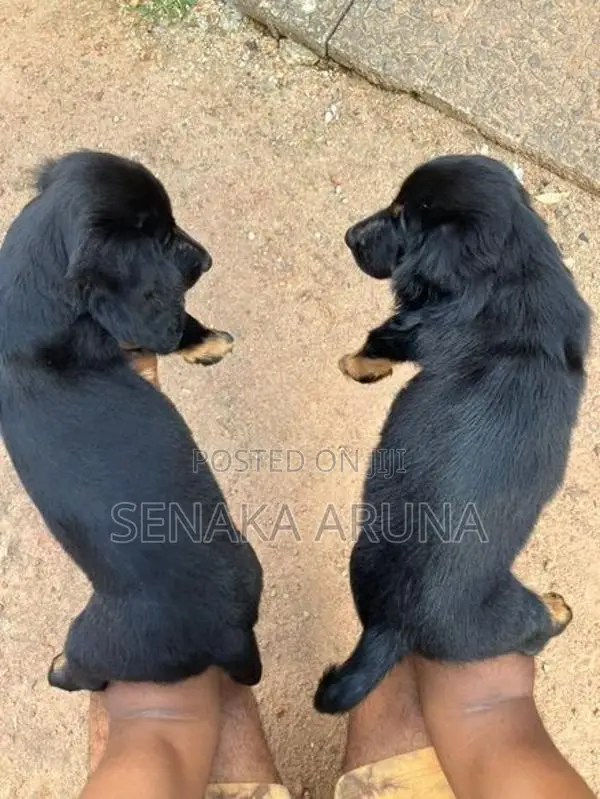 Dachshund