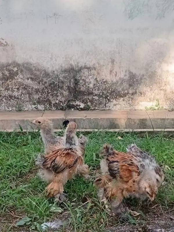 Brahma chiks