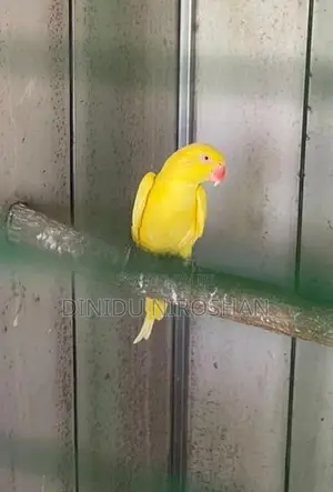 Ring neck parrot