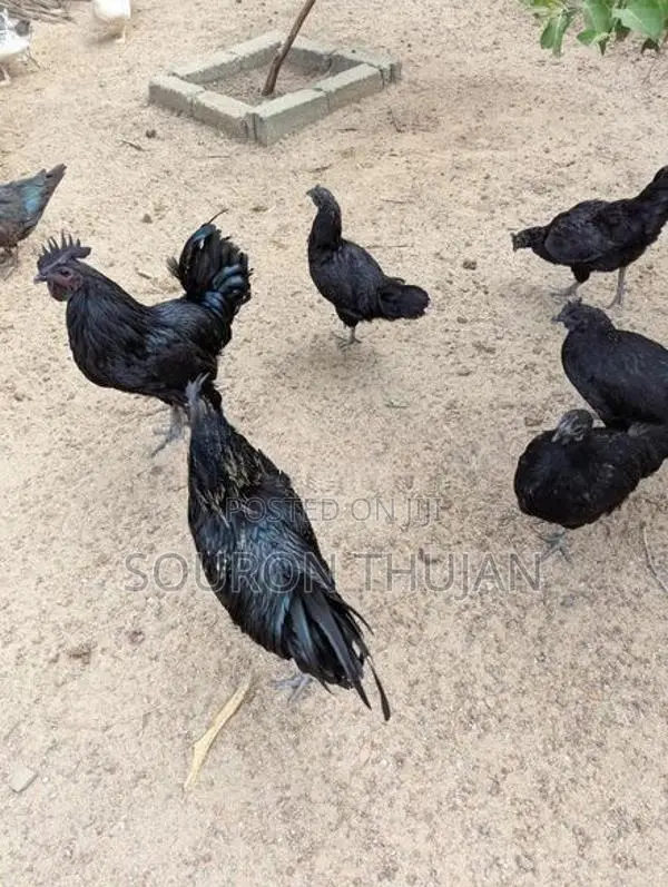 கருங்கோழி