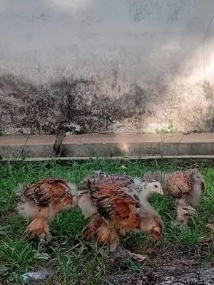 Brahma chiks