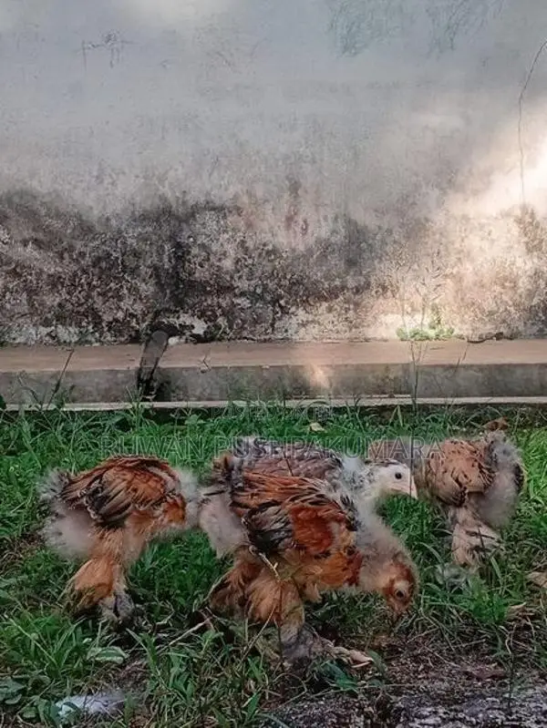 Brahma chiks