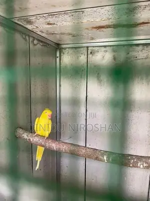Ring neck parrot