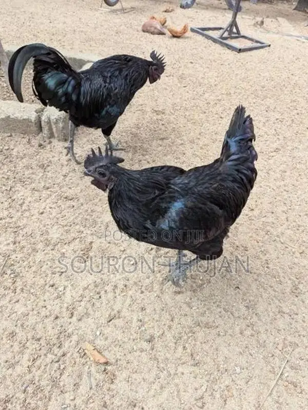 கருங்கோழி