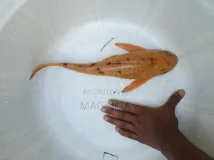 Sailfin Pleco