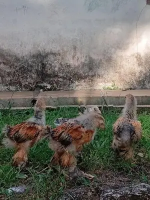 Brahma chiks