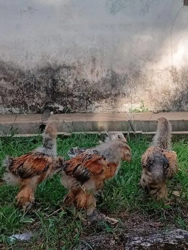 Brahma chiks