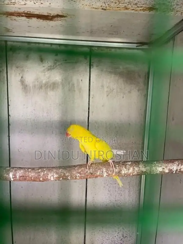 Ring neck parrot