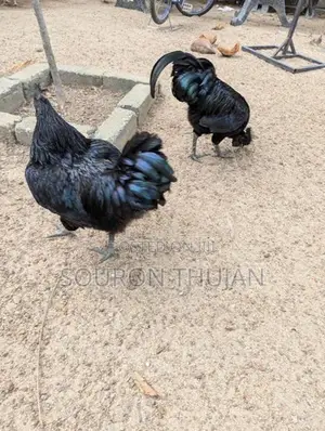 கருங்கோழி