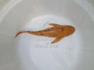 Sailfin Pleco