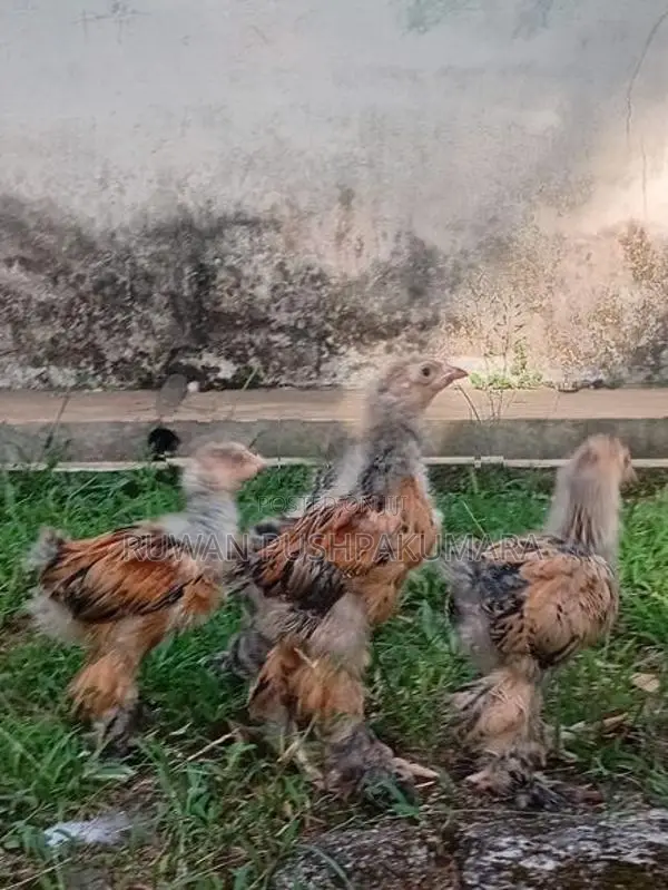 Brahma chiks
