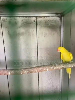 Ring neck parrot