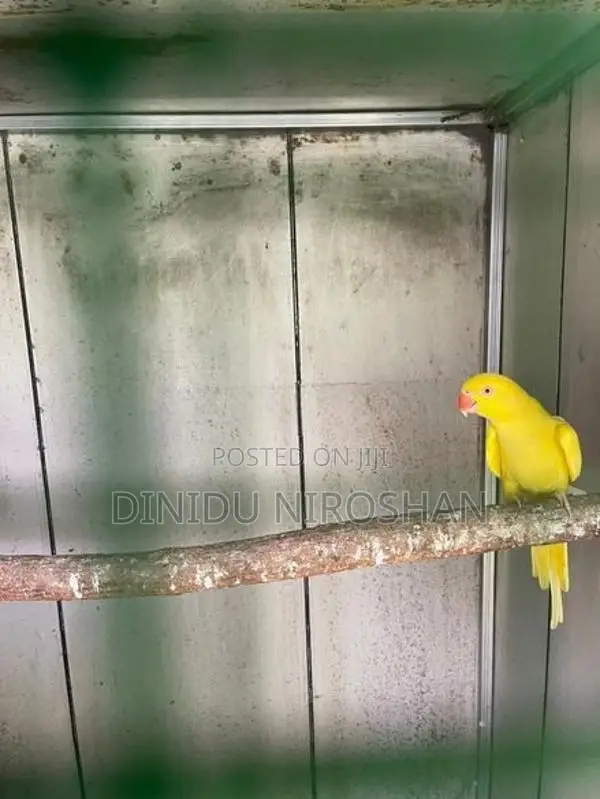 Ring neck parrot