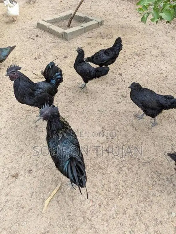 கருங்கோழி