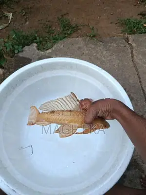 Sailfin Pleco