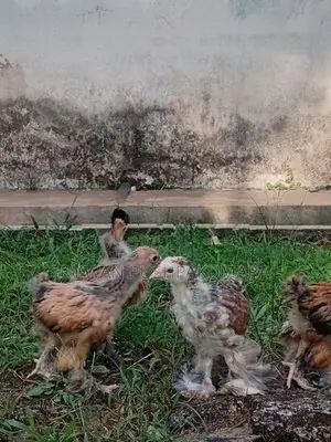 Brahma chiks