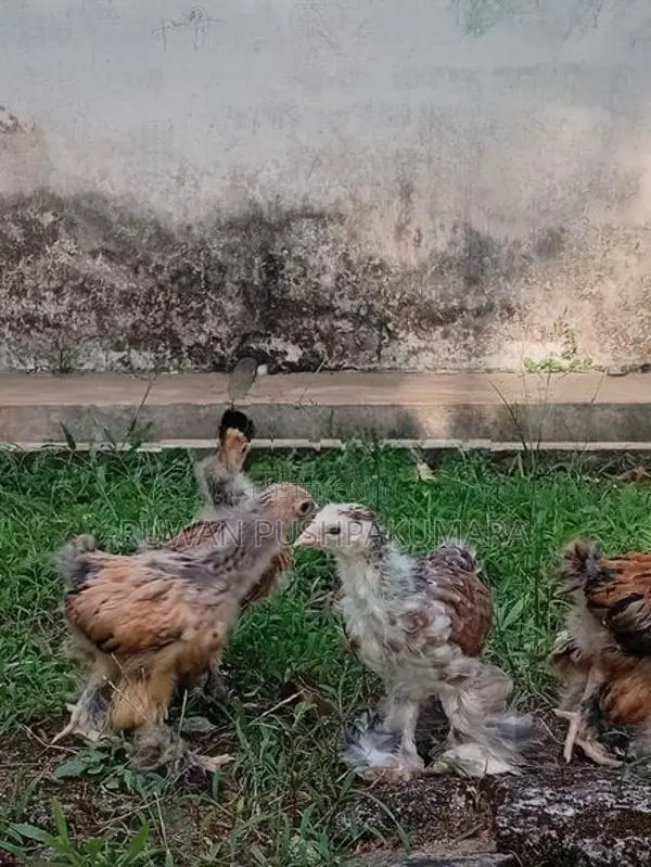 Brahma chiks