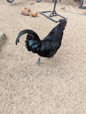 கருங்கோழி