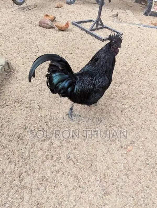 கருங்கோழி