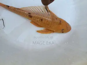 Sailfin Pleco