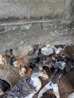 நாட்டுக்கோழி
