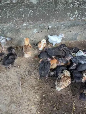 நாட்டுக்கோழி
