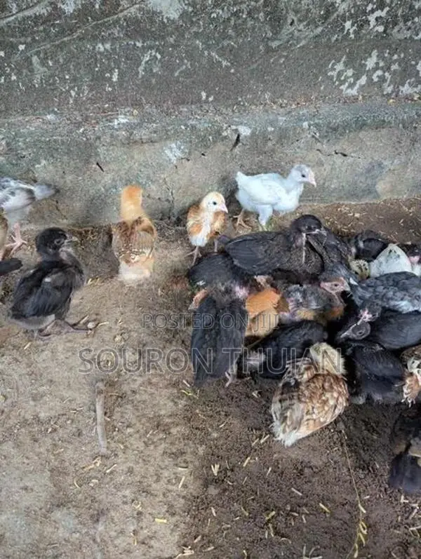 நாட்டுக்கோழி