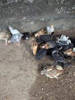 நாட்டுக்கோழி