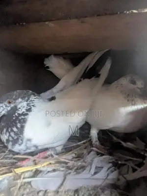 Pigeon