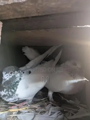 Pigeon